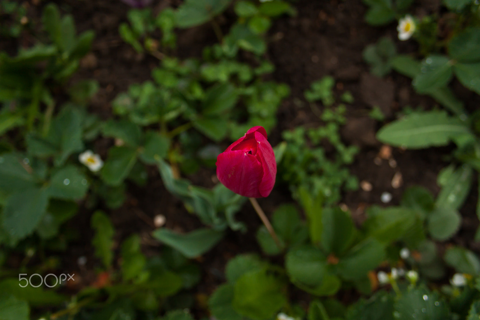 Canon EF-S 18-55mm F3.5-5.6 II sample photo. Little tulip photography