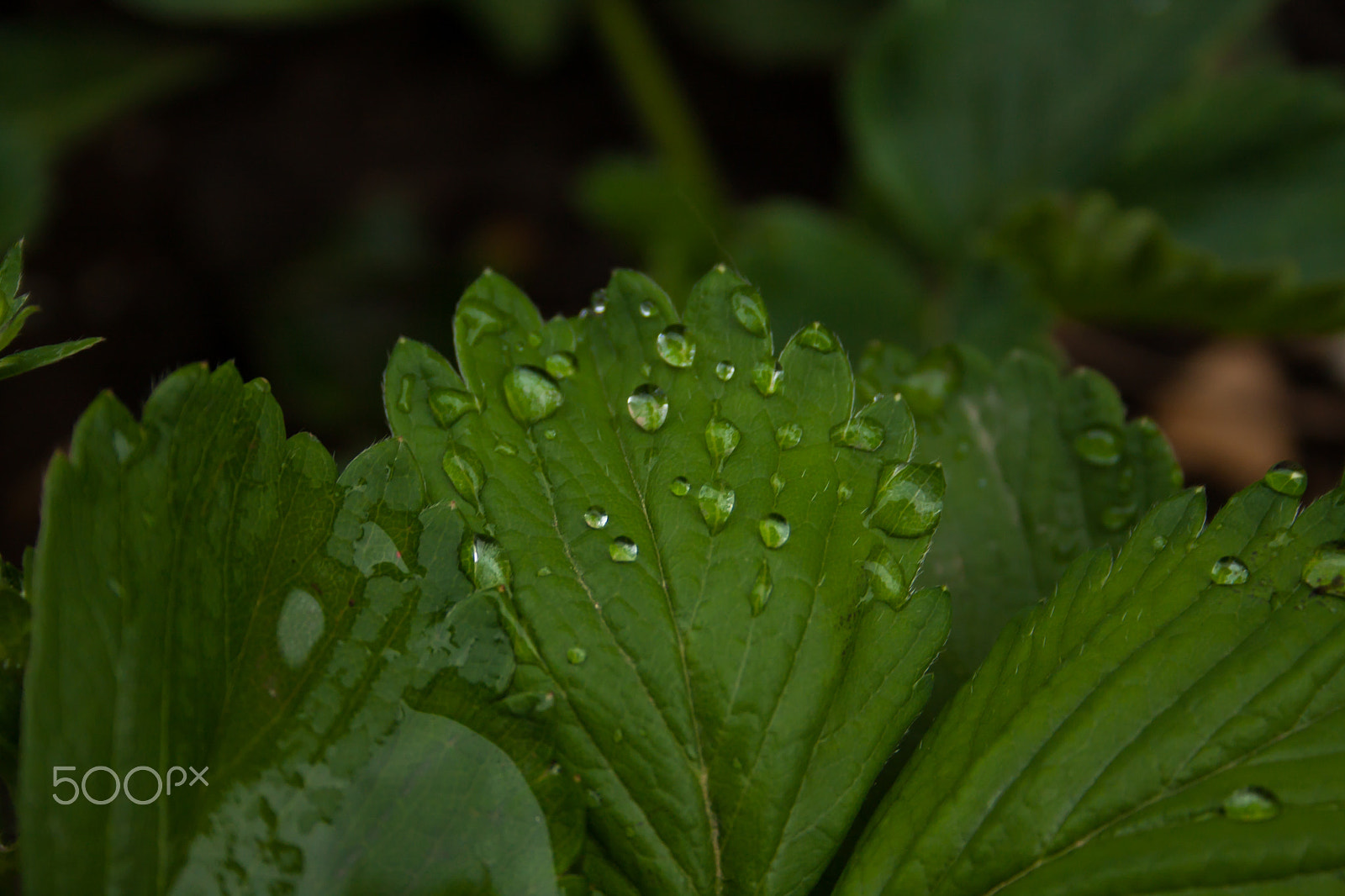 Canon EF-S 18-55mm F3.5-5.6 II sample photo. Tiny drops photography