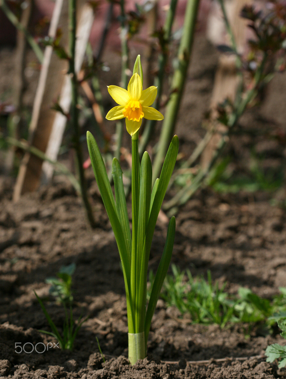 Canon EF 100mm F2.8 Macro USM sample photo. Straight photography