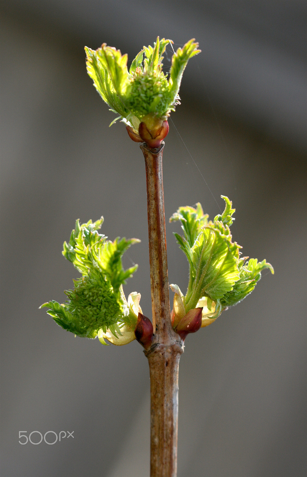 Canon EF 100mm F2.8 Macro USM sample photo. Tree bulbs photography