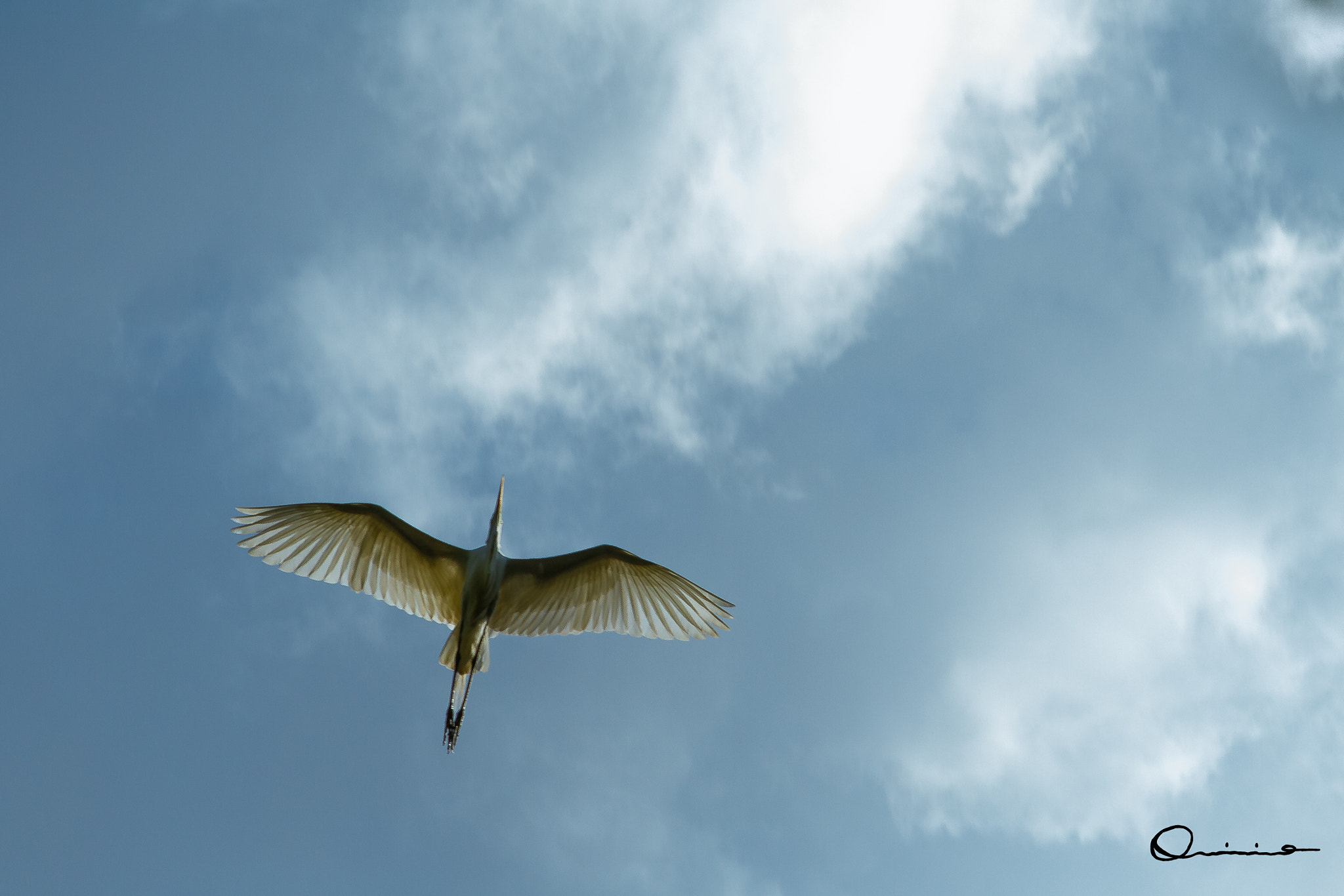 Canon EF-S 17-85mm F4-5.6 IS USM sample photo. Majestic wings photography