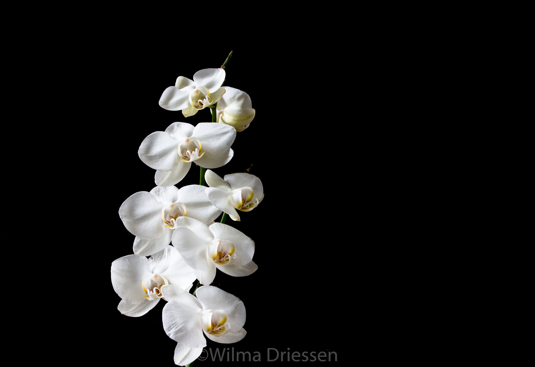 Sony Alpha DSLR-A580 sample photo. Orchidee photography