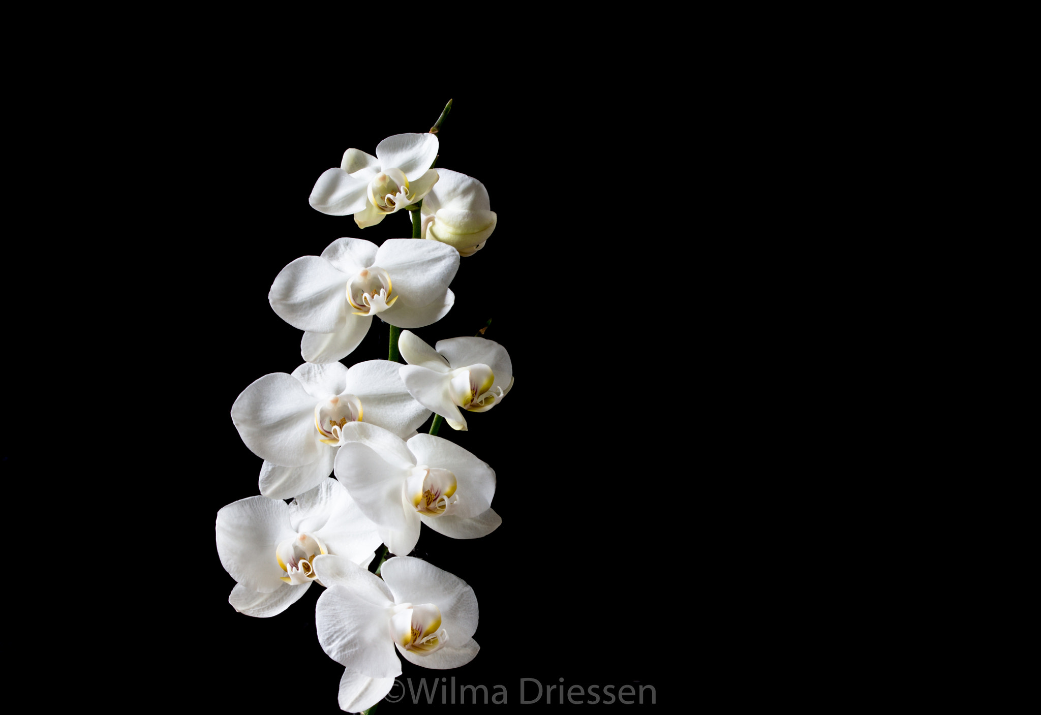 Sony 75-300mm F4.5-5.6 sample photo. Orchidee photography