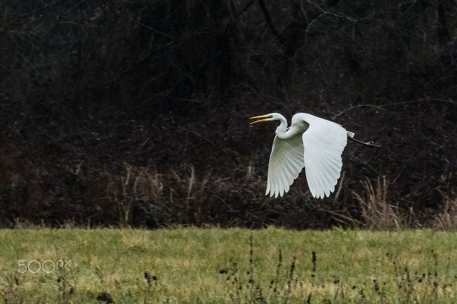 Nikon D7200 sample photo. Airone bianco in volo photography