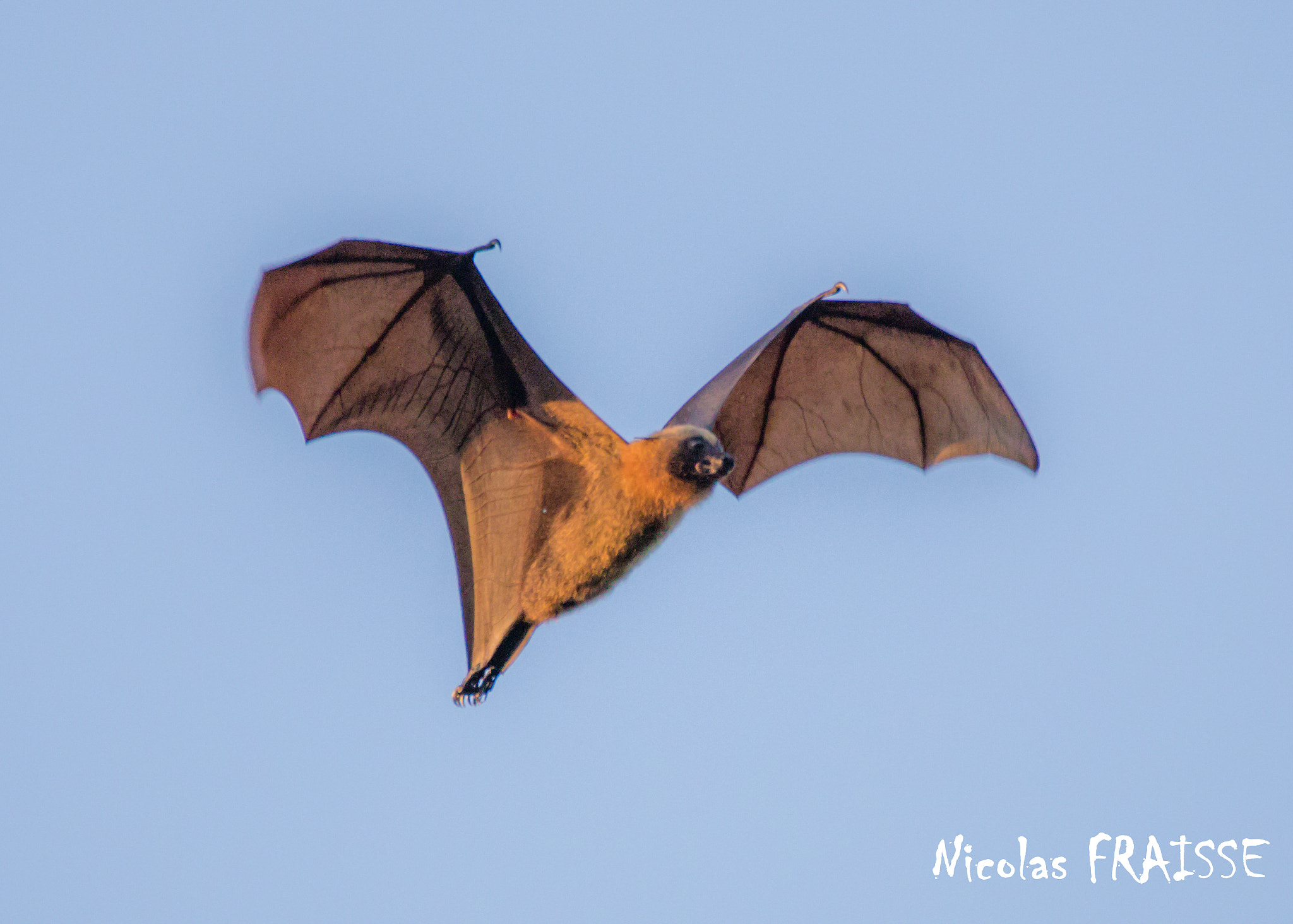 Canon EOS 5D Mark IV sample photo. Giant bat in flight photography