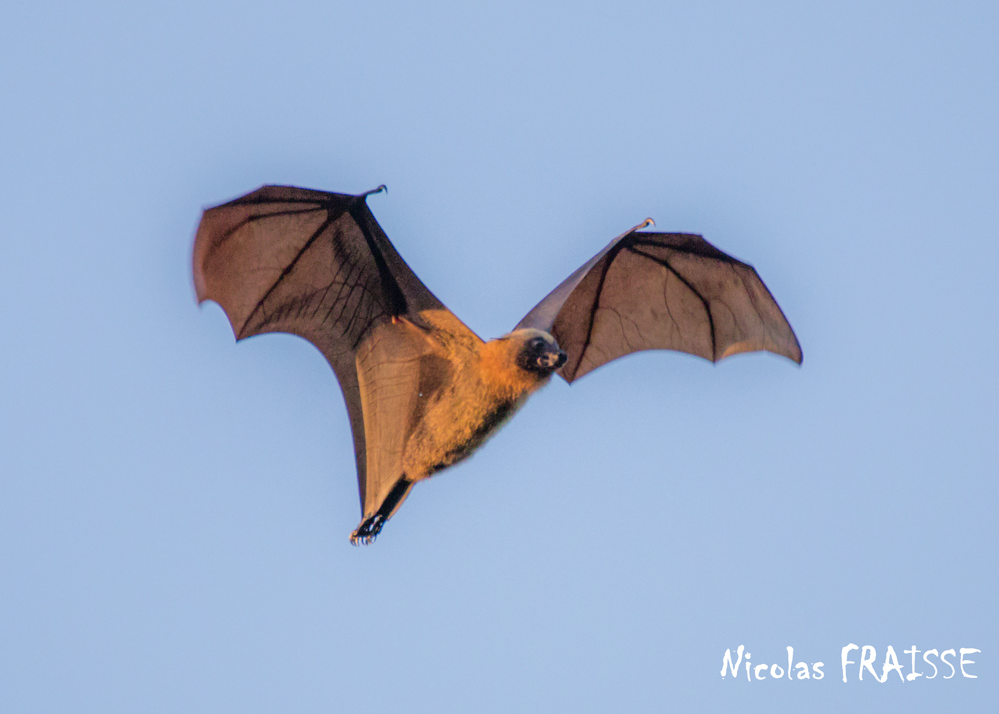 Sigma 150-600mm F5-6.3 DG OS HSM | C sample photo. Giant bat in flight photography