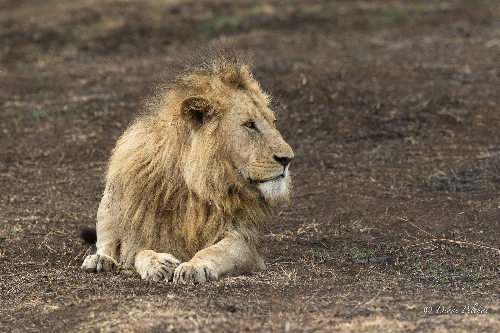 Canon EF 300mm F2.8L IS II USM sample photo. The patriarch photography