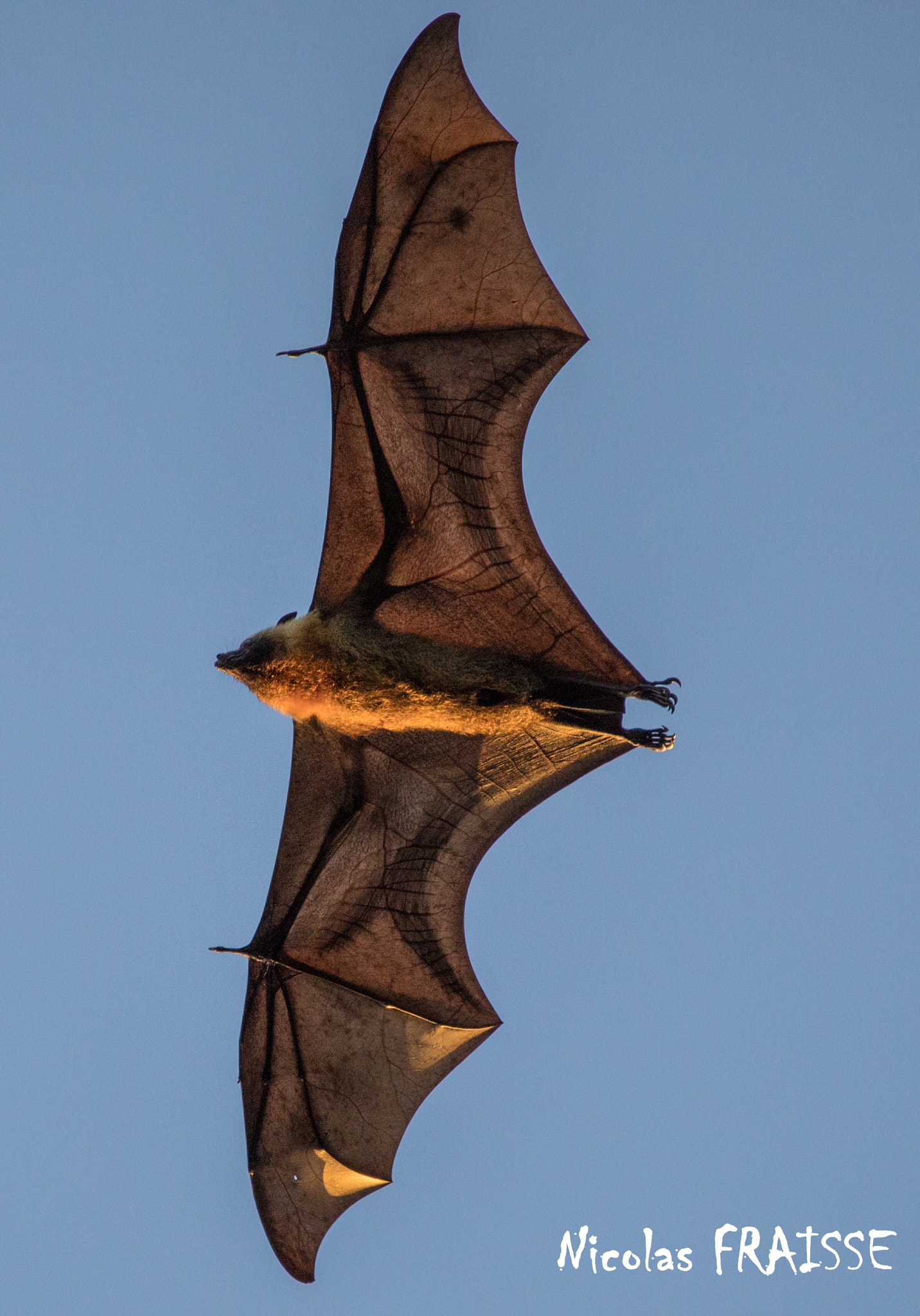 Sigma 150-600mm F5-6.3 DG OS HSM | C sample photo. Giant bat flewing photography