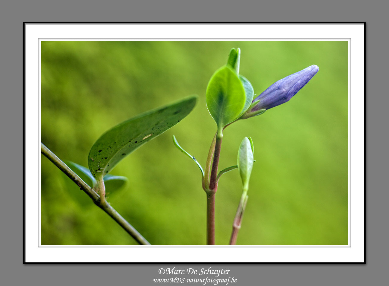 Canon TS-E 90mm F2.8 Tilt-Shift sample photo. Vinca photography