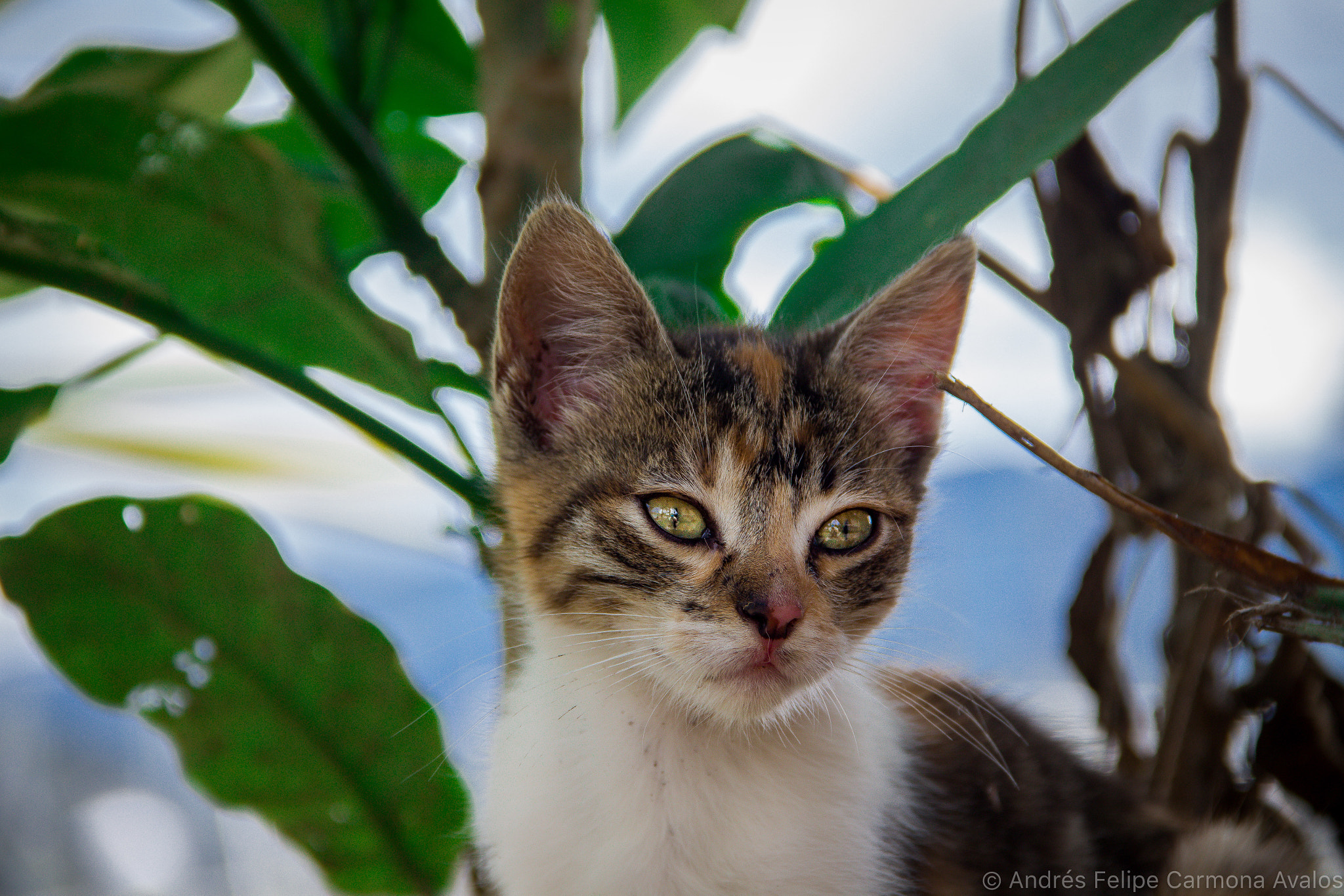 Canon EF-S 18-135mm F3.5-5.6 IS sample photo. Gatito !!! photography