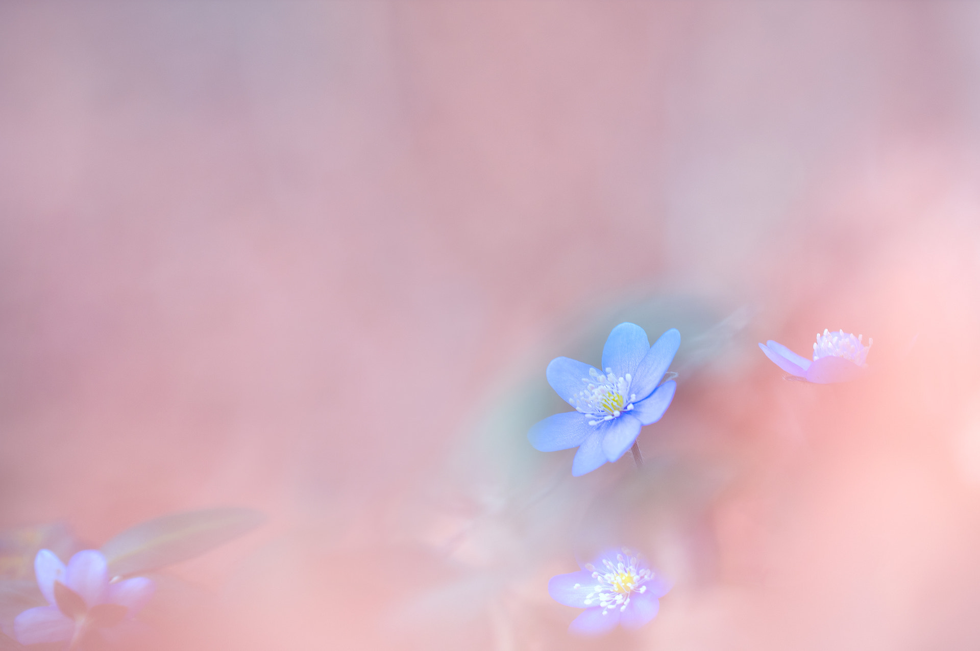 Sigma 150mm F2.8 EX DG OS Macro HSM sample photo. Leberblümchen photography