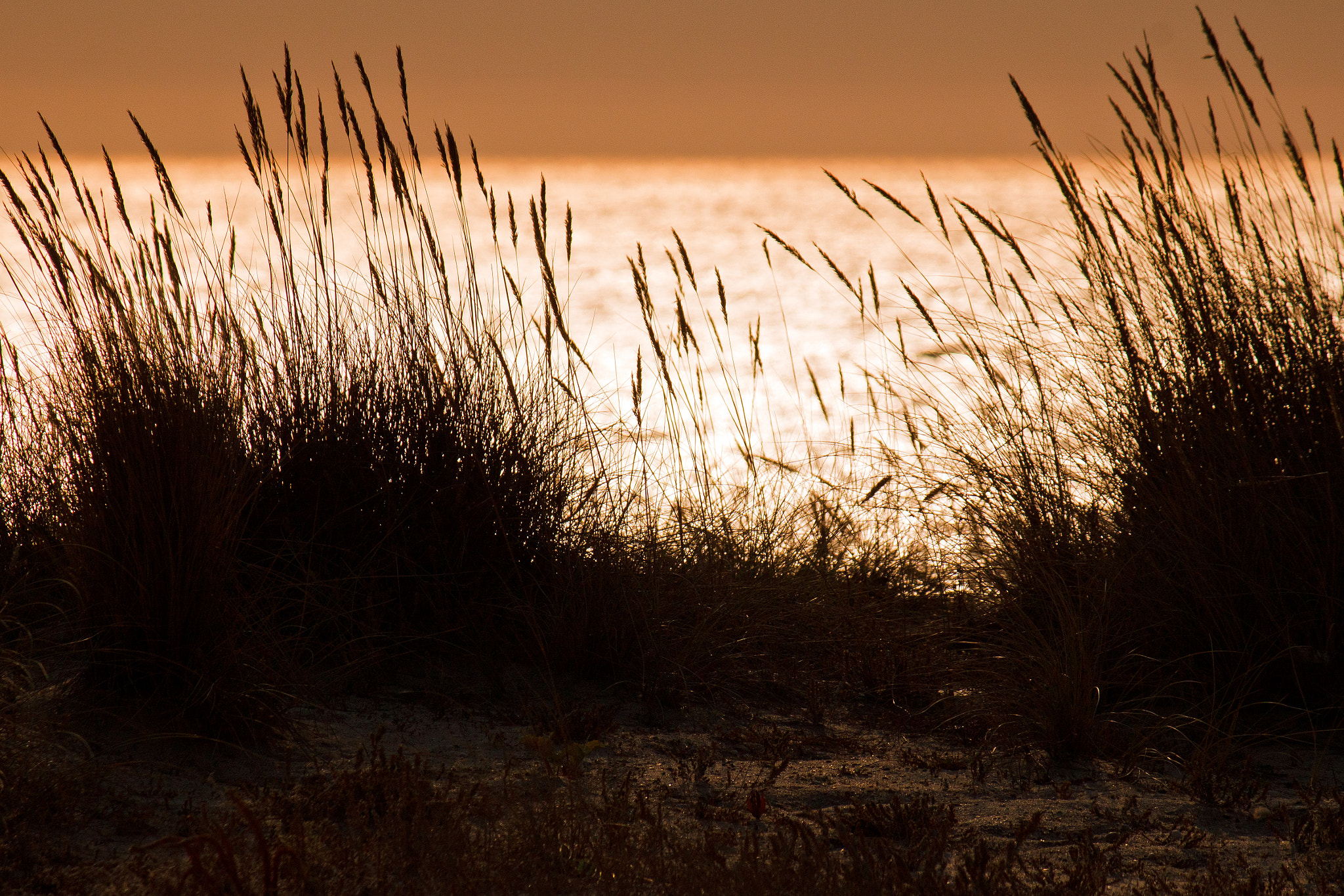 Canon EF-S 55-250mm F4-5.6 IS sample photo. ...wandering... photography