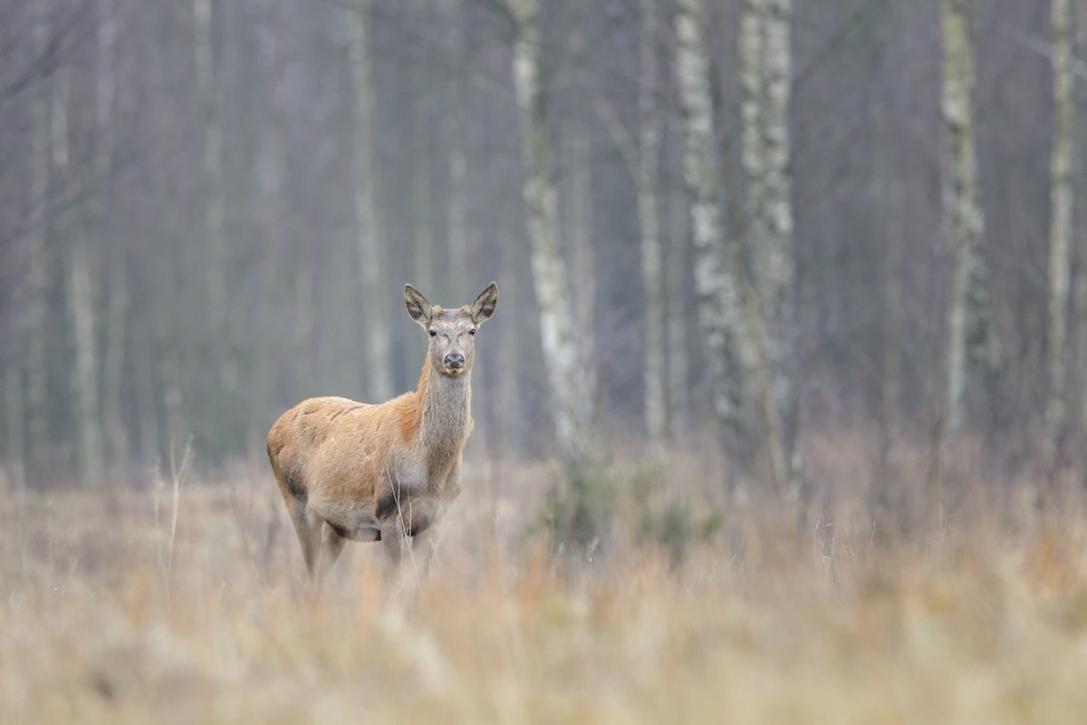 Canon EF 400mm F2.8L IS II USM sample photo. Red deer photography