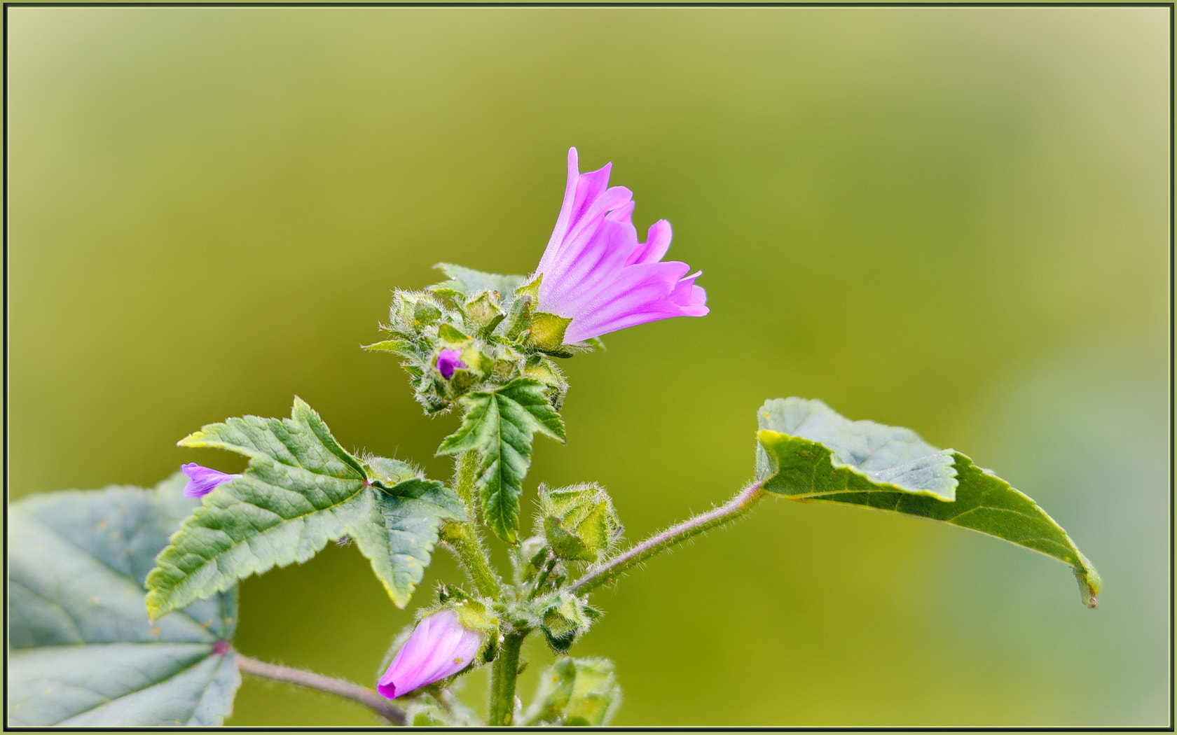 Sigma 120-400mm F4.5-5.6 DG OS HSM sample photo. The pinkest! photography