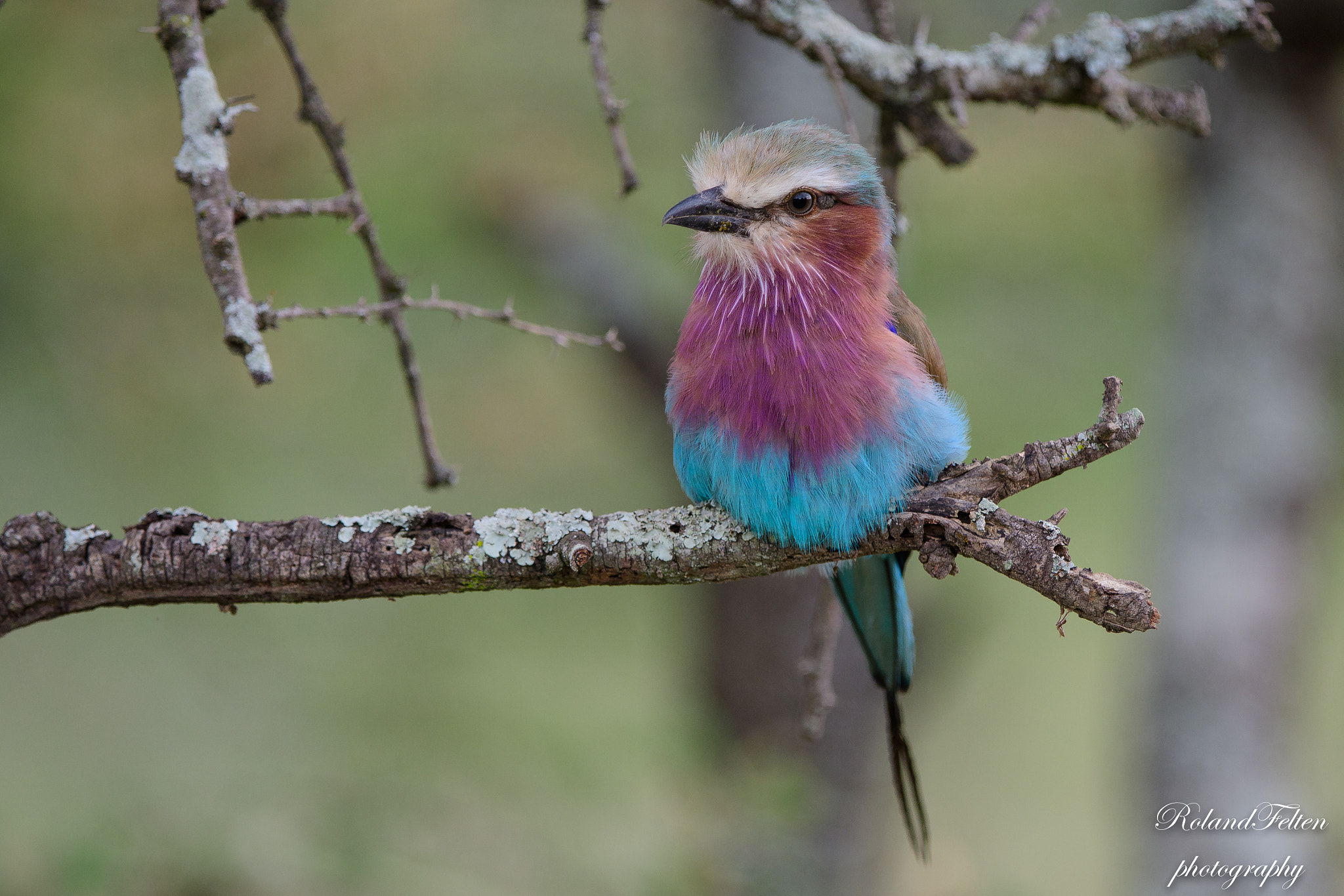 Nikon AF-S Nikkor 200-400mm F4G ED-IF VR sample photo. Roller beauty photography