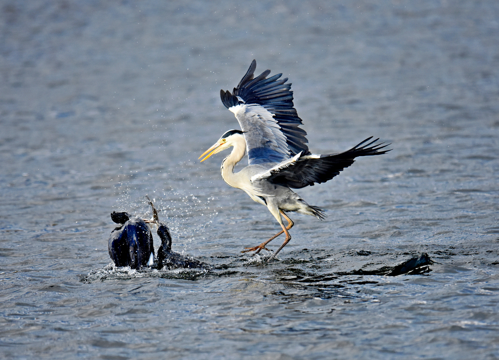 Nikon D7200 + Nikon AF-S Nikkor 600mm F4G ED VR sample photo. Heron and cormorant photography