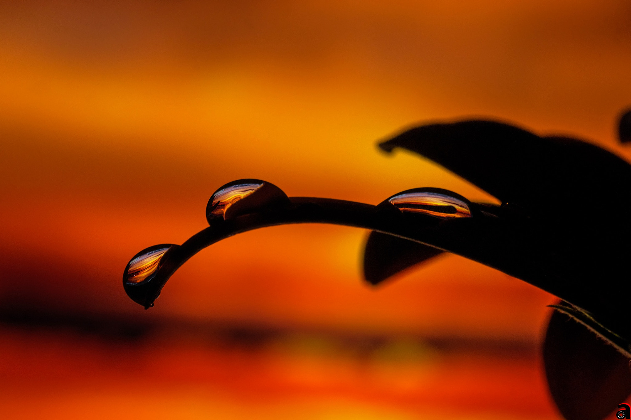 Sigma 105mm F2.8 EX DG OS HSM sample photo. The reflection of the sunset on the water droplets i hope that appeal to you photography