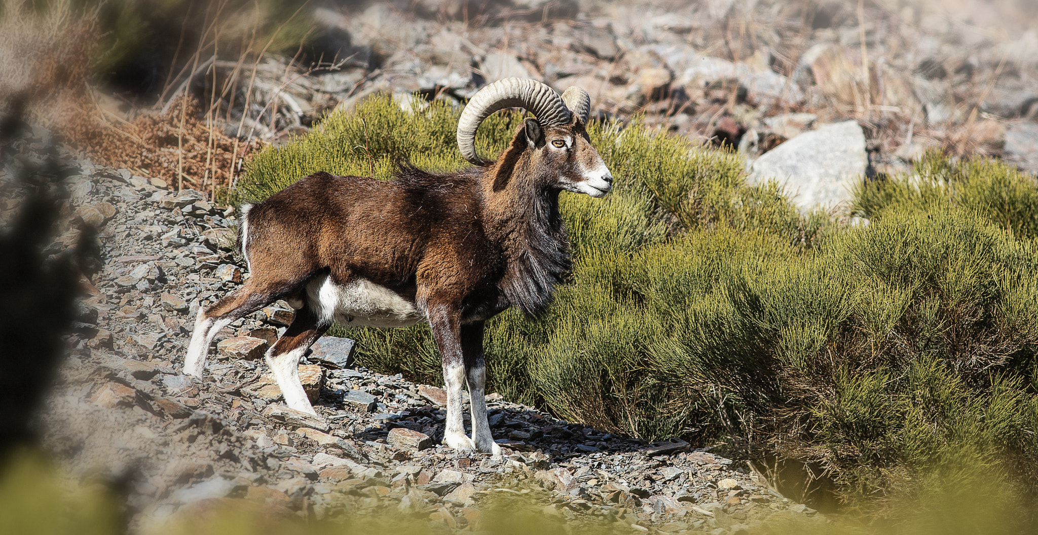 Canon EOS-1D X sample photo. Mouflon mâle - wild male sheep . photography