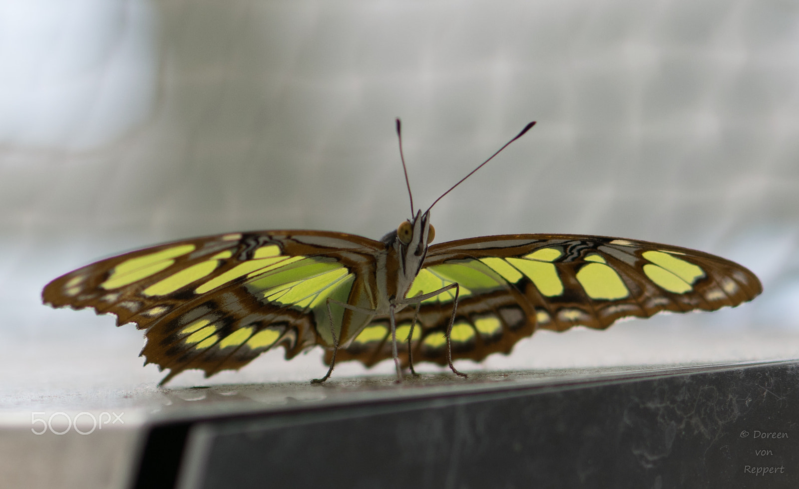 Nikon AF-S Micro-Nikkor 105mm F2.8G IF-ED VR sample photo. Ready for take off photography