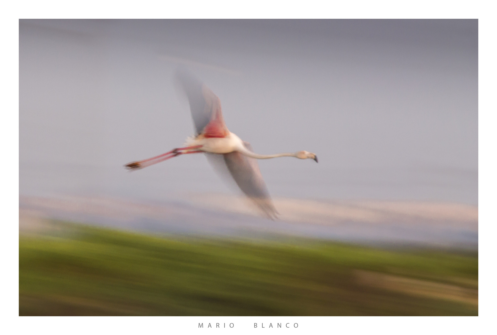 Tamron SP 150-600mm F5-6.3 Di VC USD sample photo. Painting flamingo photography