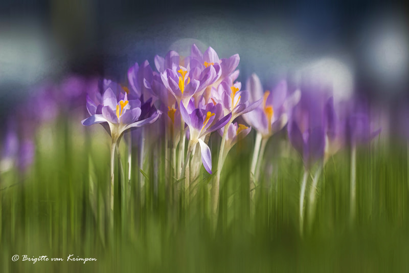 Canon EF 100mm F2.8 Macro USM sample photo. Purple spring photography