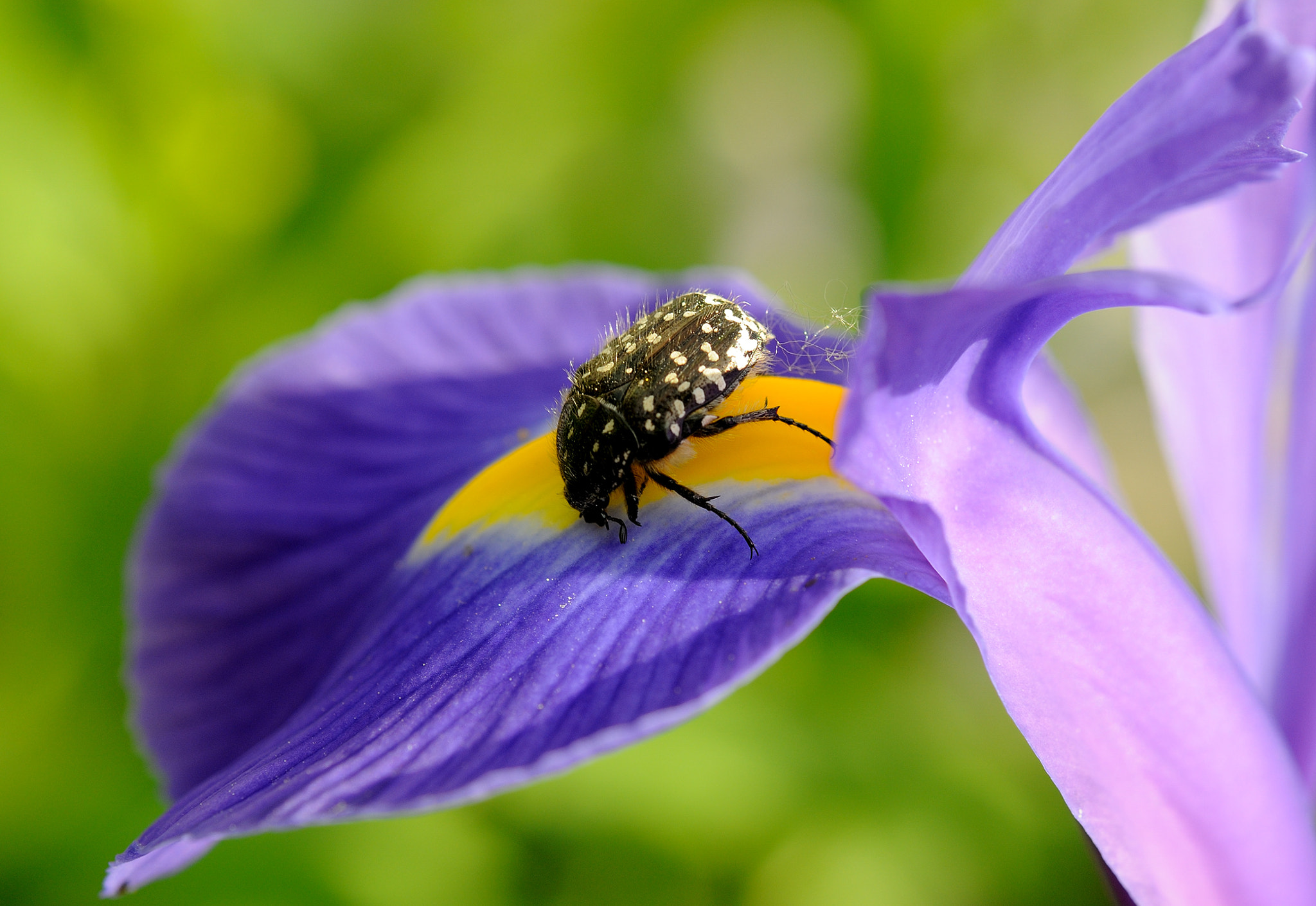 Nikon AF-S Micro-Nikkor 60mm F2.8G ED sample photo. L'iris e l'ospite photography