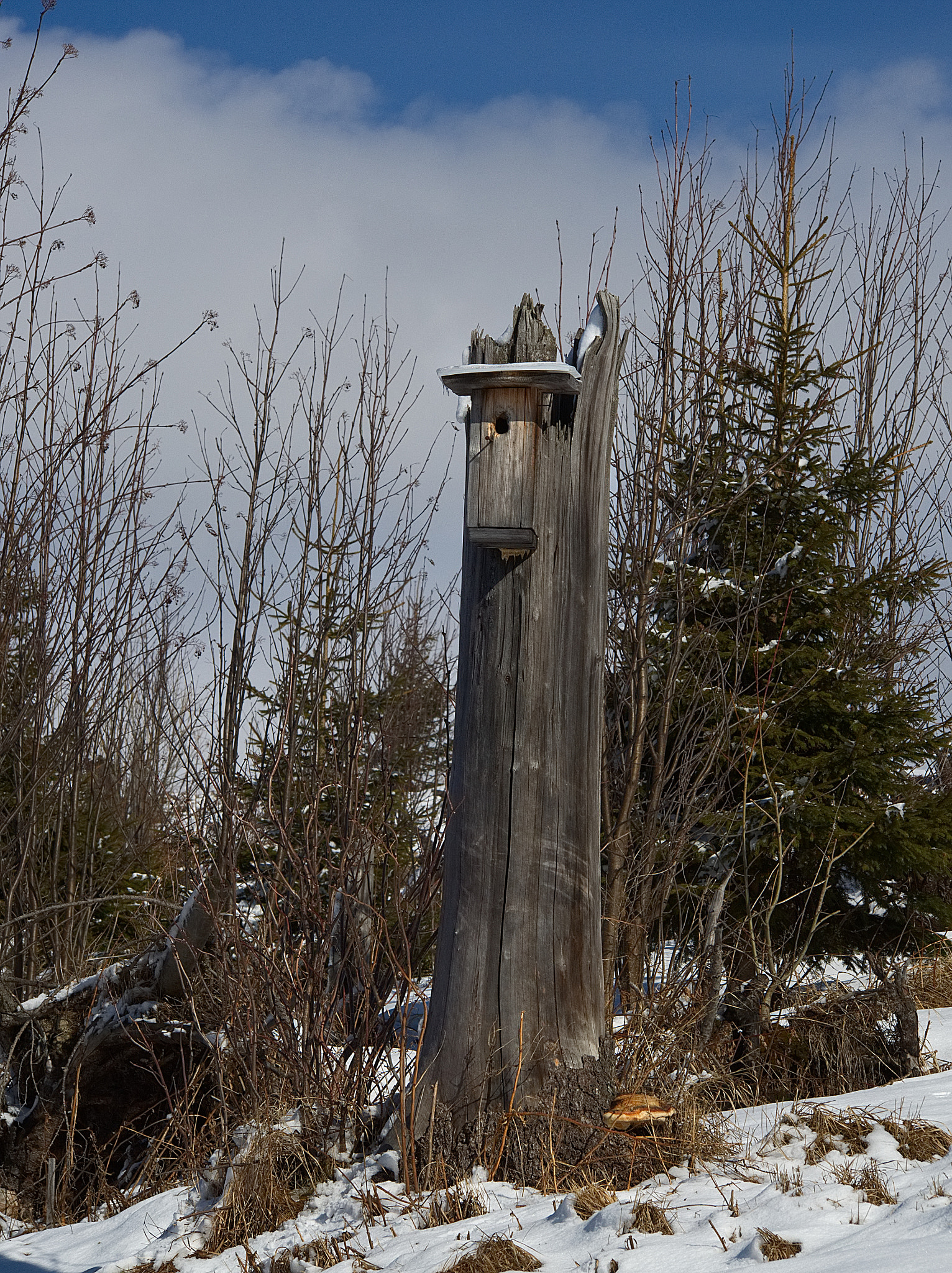 Olympus OM-D E-M1 sample photo. Dead trunk bird house photography