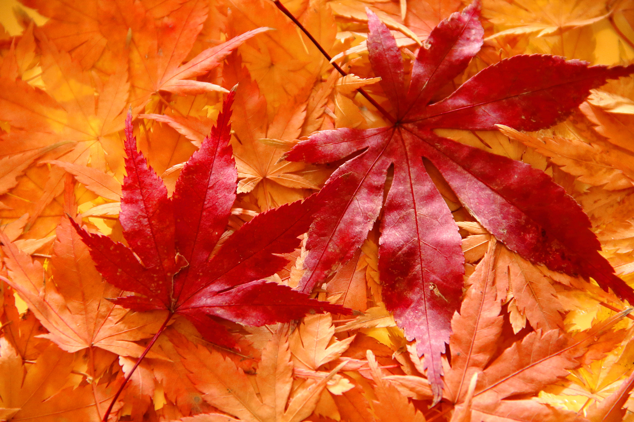 Canon EF-S 18-135mm F3.5-5.6 IS sample photo. Leaves photography