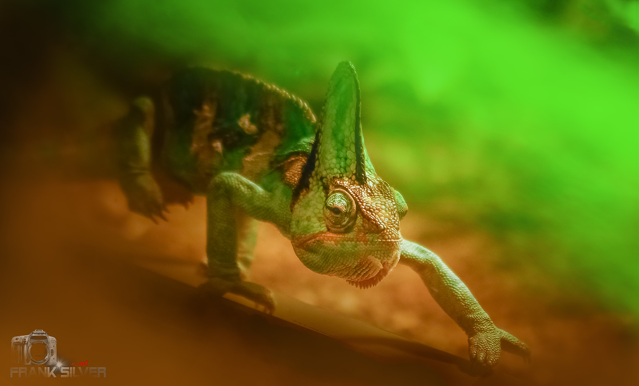 Sigma 70-200mm F2.8 EX DG OS HSM sample photo. Master of the camouflage photography