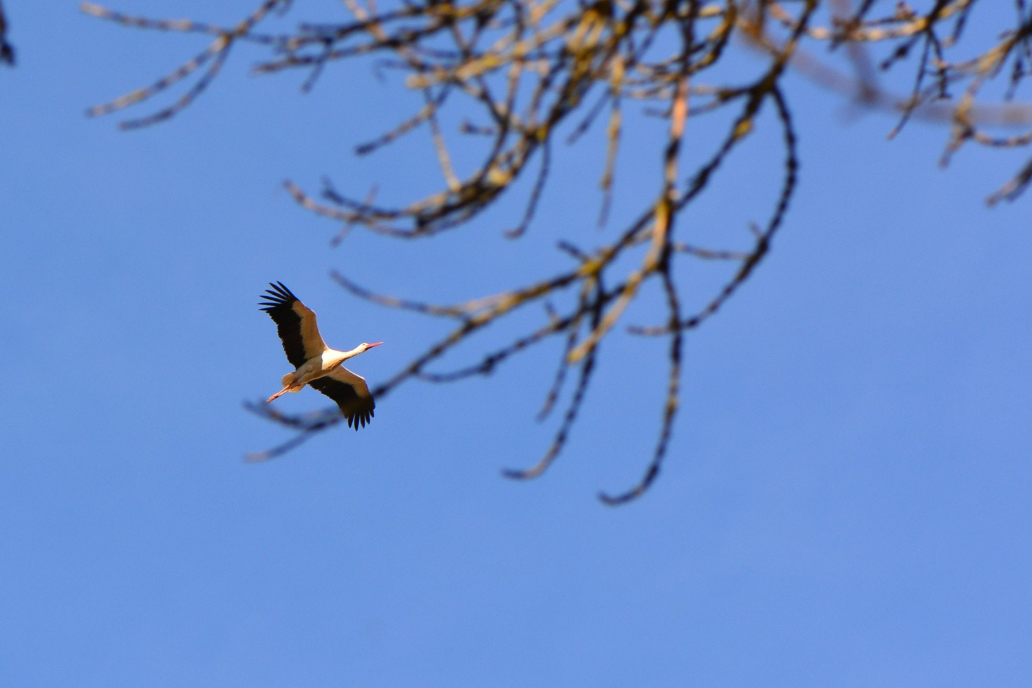 Nikon AF-S Micro-Nikkor 105mm F2.8G IF-ED VR sample photo. 170224_215.jpg photography