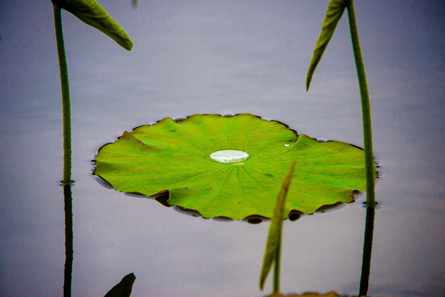 Nikon D600 sample photo. Akita photography