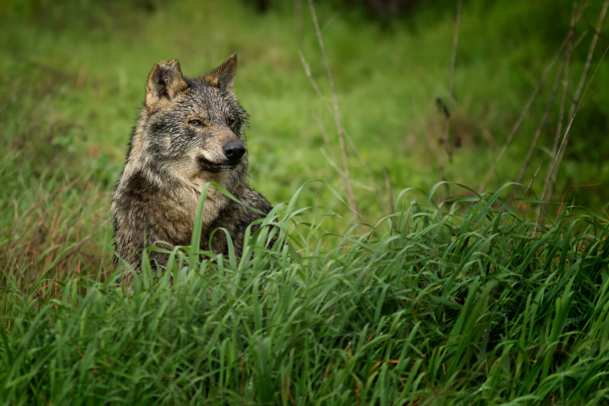 Canon EF 300mm F4L IS USM sample photo. Lobo ibérico photography