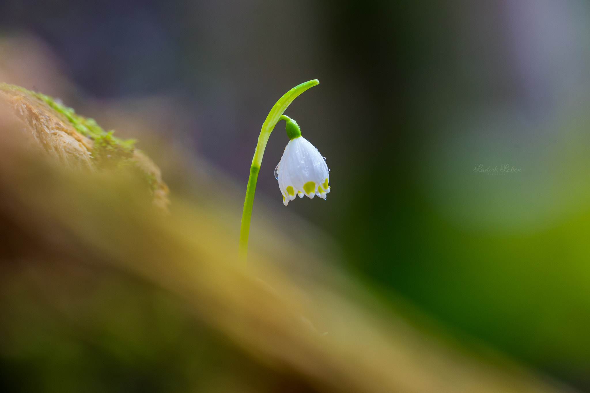 Sony 70-300mm F4.5-5.6 G SSM sample photo. Fresh drops photography