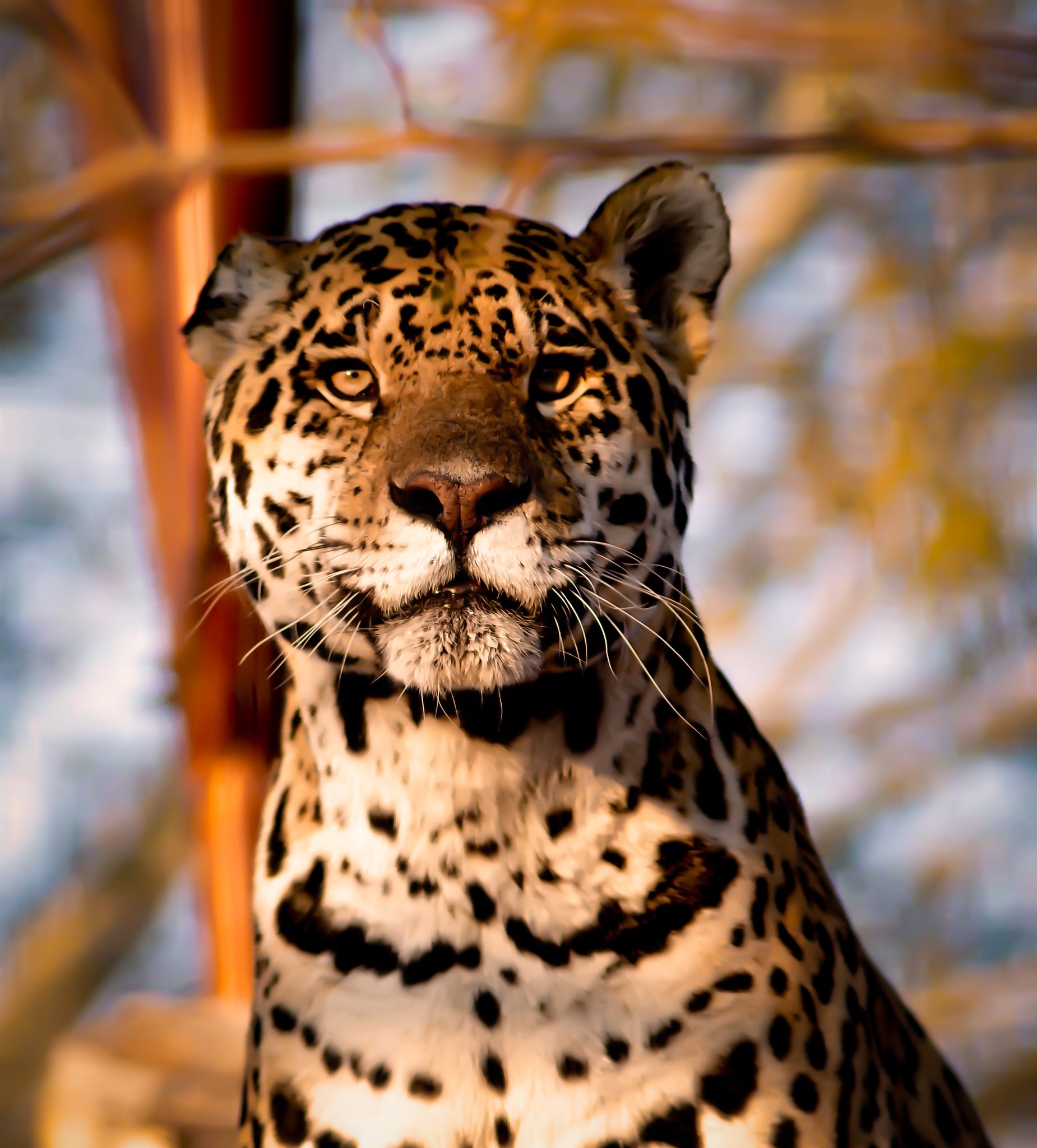 Nikon D800 + AF Nikkor 180mm f/2.8 IF-ED sample photo. Jaguar on alert photography