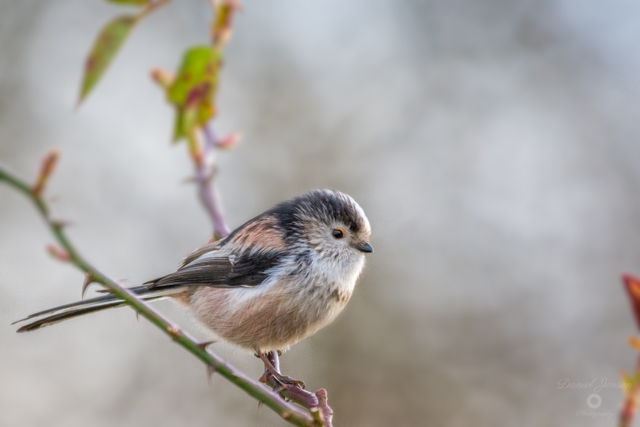 Sigma 150-600mm F5-6.3 DG OS HSM | C sample photo. Long tail tit photography
