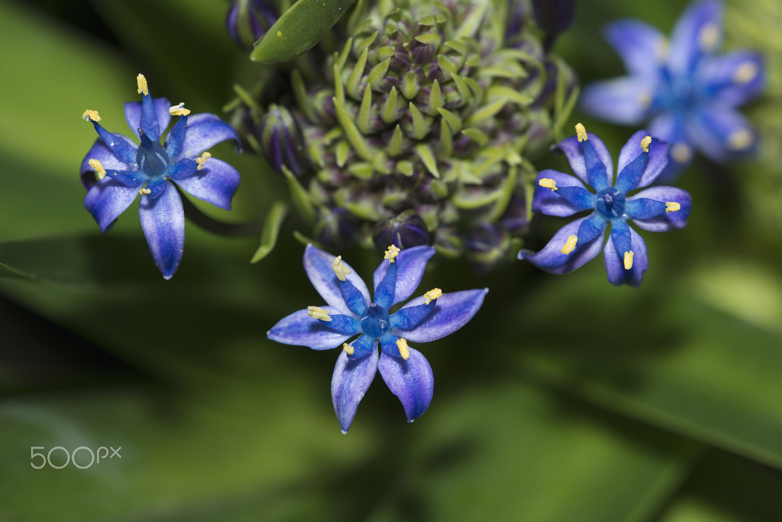 Nikon D800 + Nikon AF Micro-Nikkor 200mm F4D ED-IF sample photo. Sapphire blue caribbean jewels photography