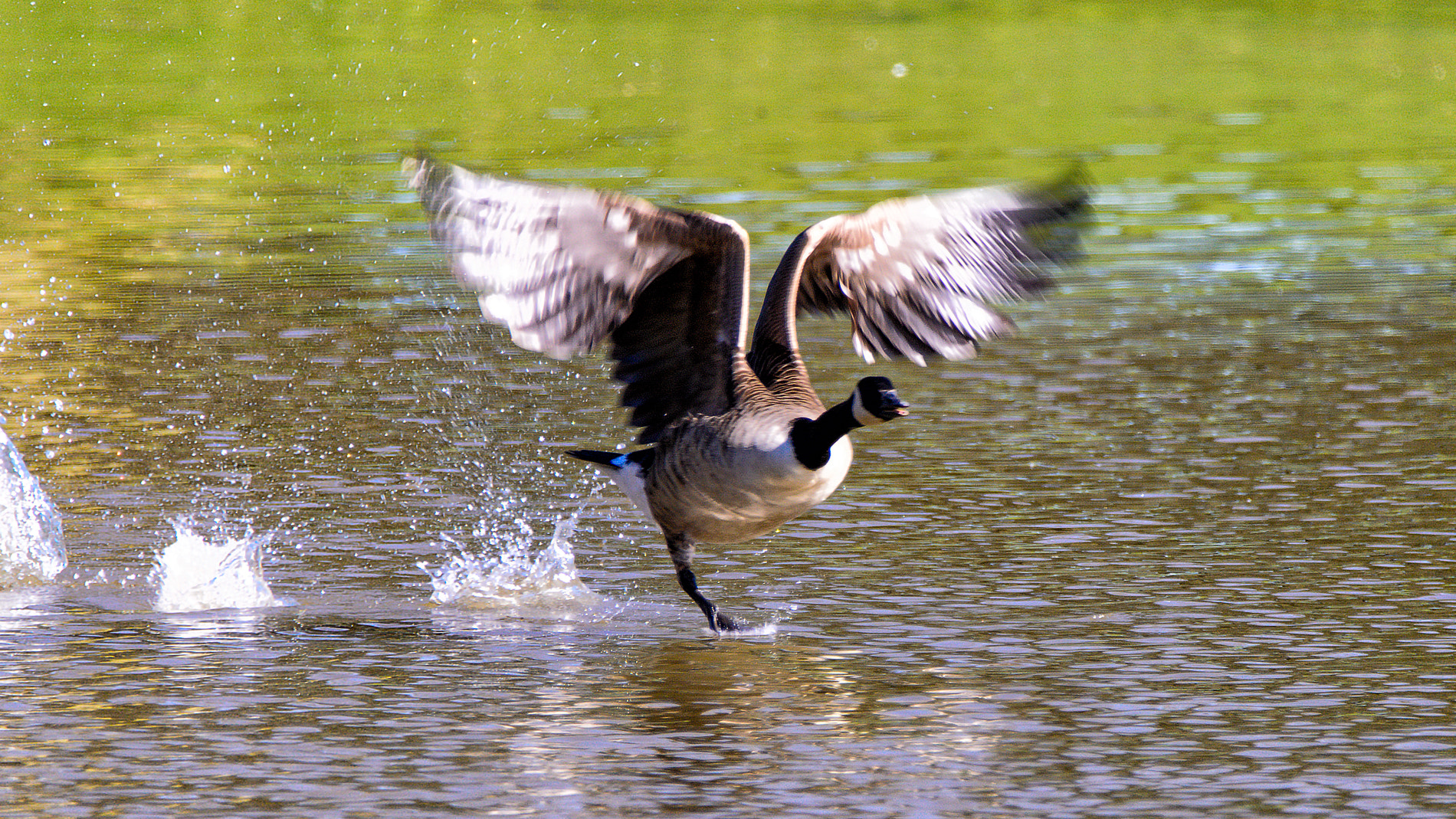 Sigma 150-600mm F5-6.3 DG OS HSM | C sample photo. Goose step photography