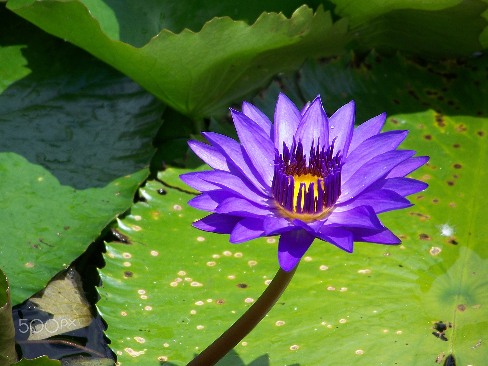 Kodak Z712 IS ZOOM DIGITAL CAMERA sample photo. Purple water lily photography