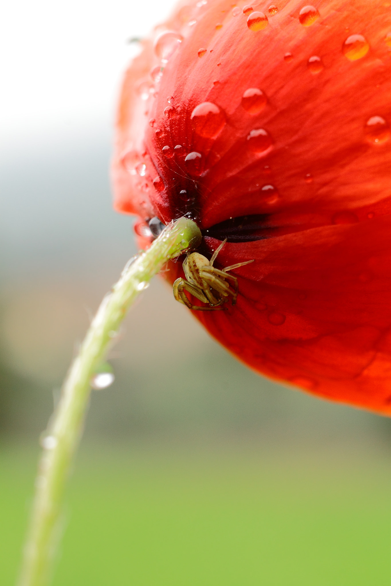Canon EF 40mm F2.8 STM sample photo. Out of the rain photography