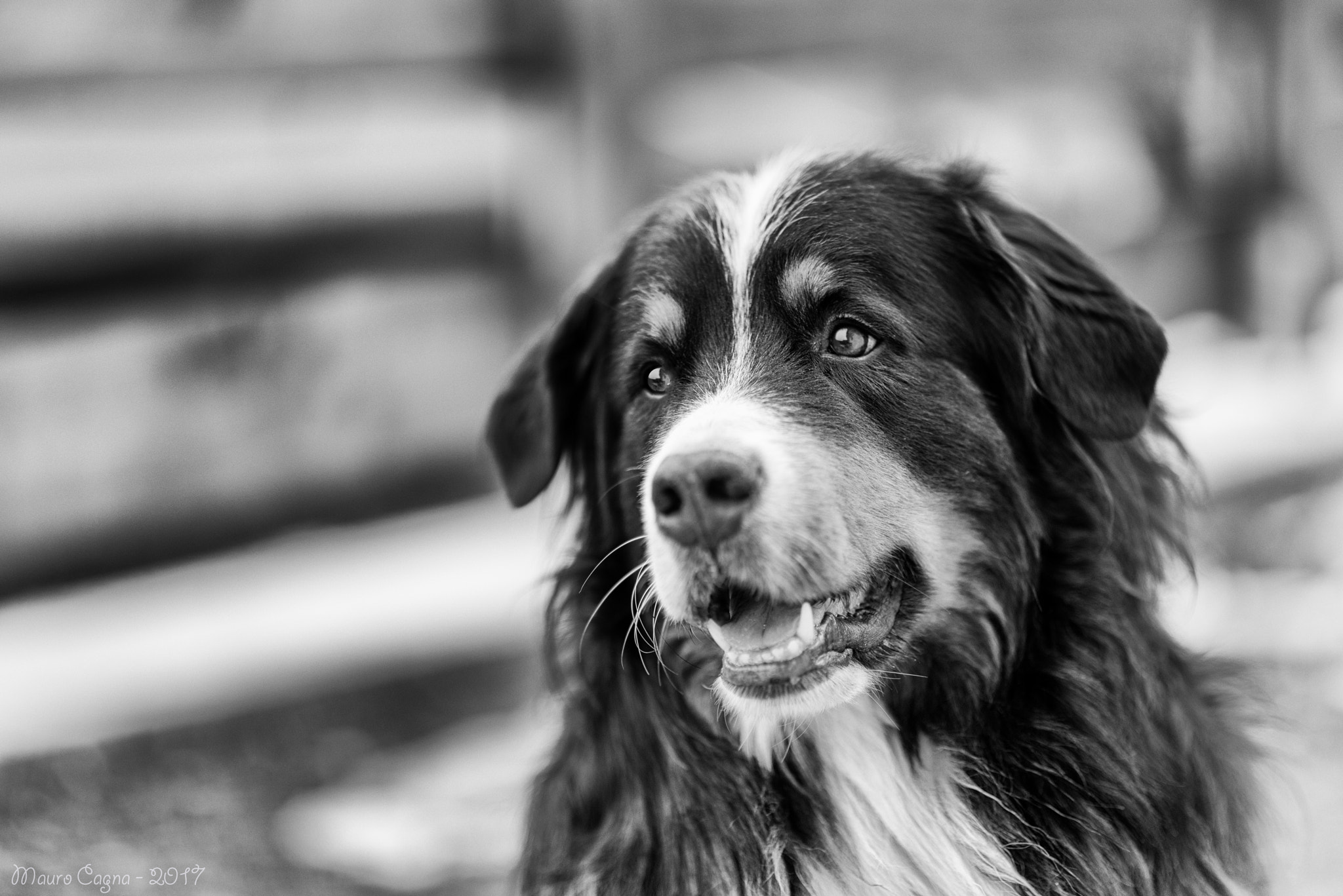 Nikon D800 + Sigma 85mm F1.4 EX DG HSM sample photo. Florian - pastore bovaro del bernese photography