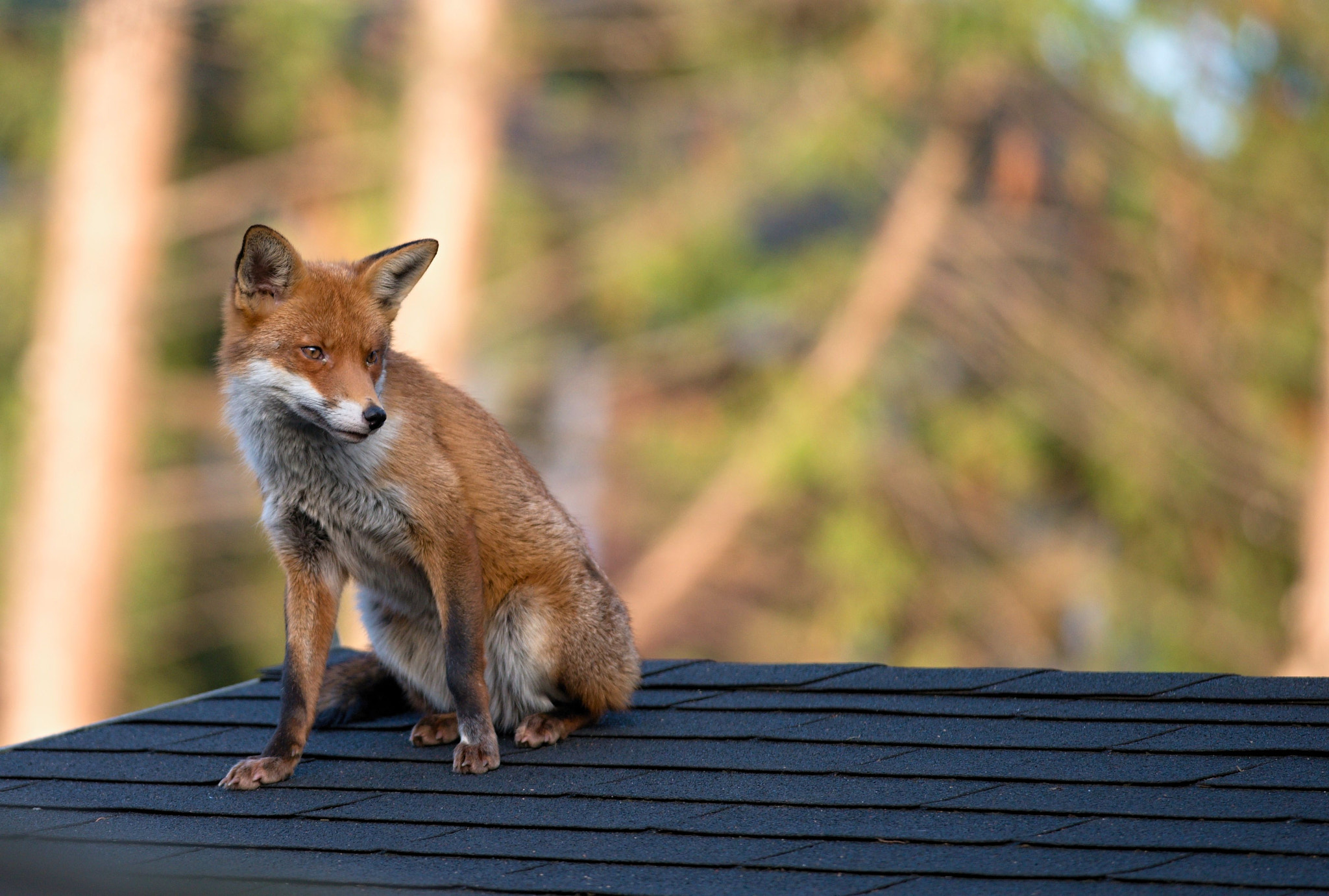 Nikon D610 + Nikon AF-S Nikkor 300mm F4D ED-IF sample photo. Red fox photography