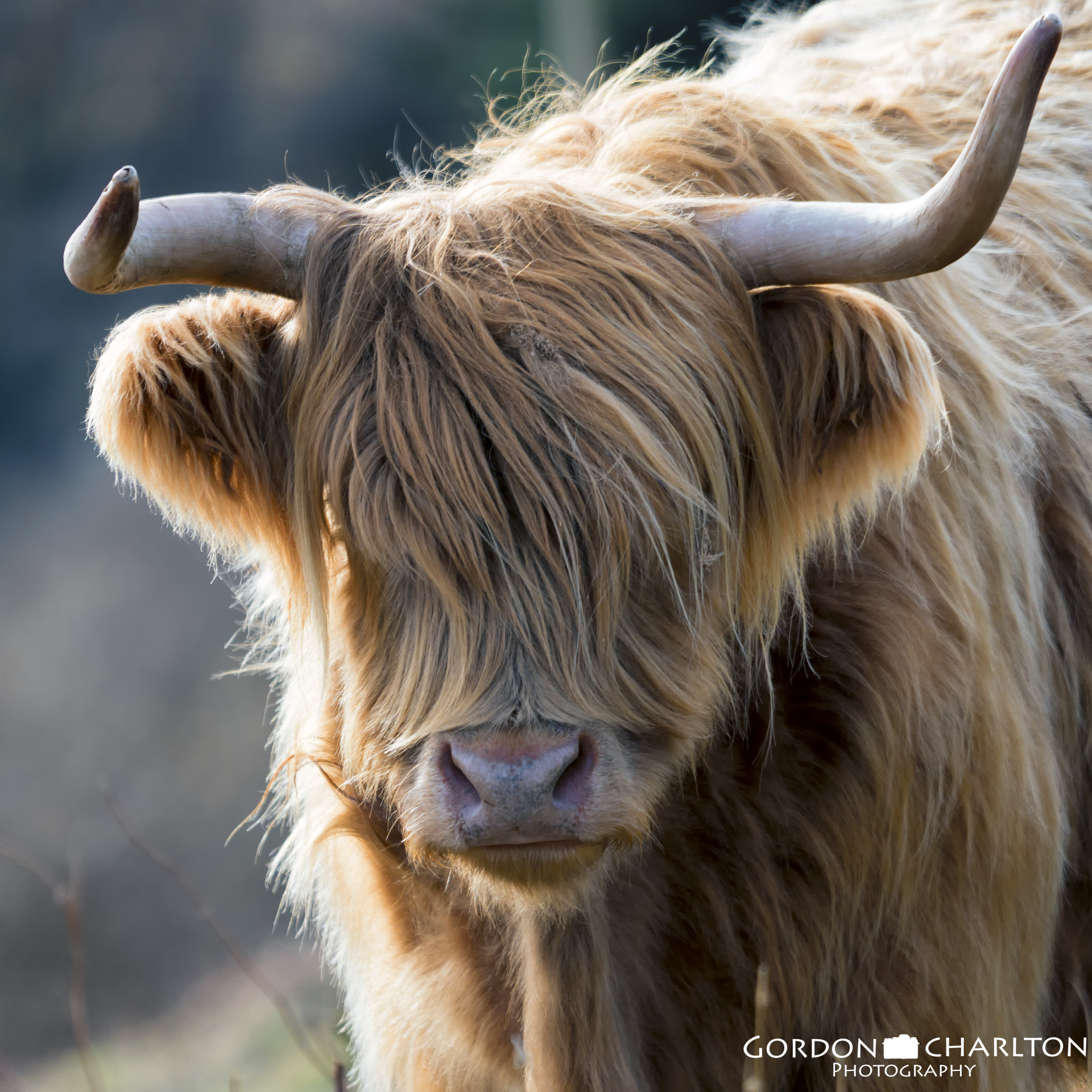 Sony a6300 + Sony FE 70-200mm F4 G OSS sample photo. Highland coo photography