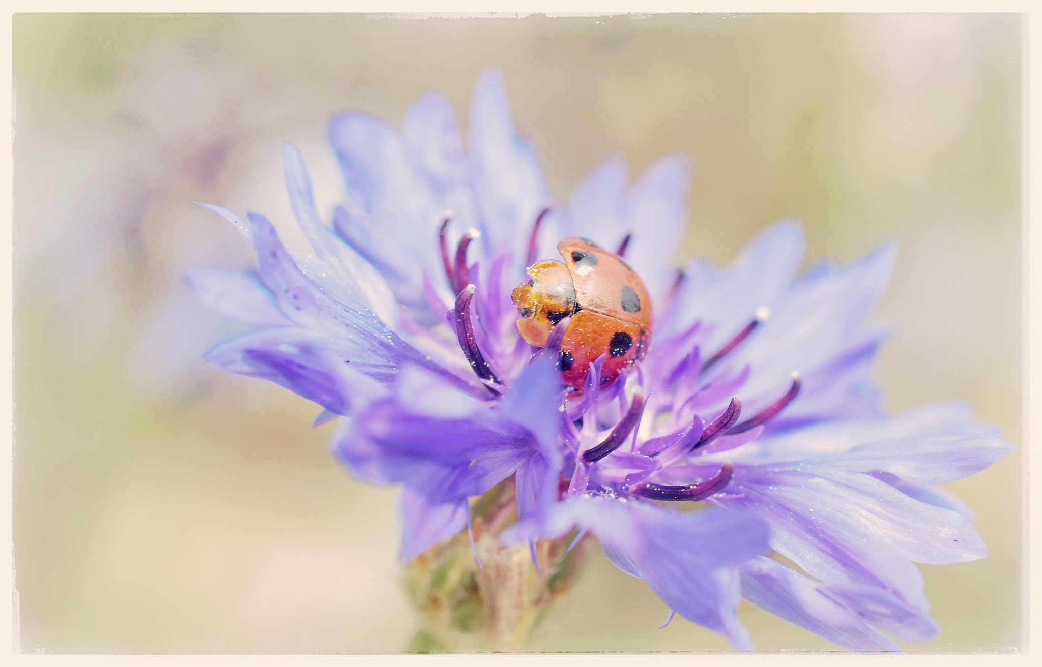 Nikon AF-S DX Micro Nikkor 40mm F2.8 sample photo. Ladybird on a cornflower photography