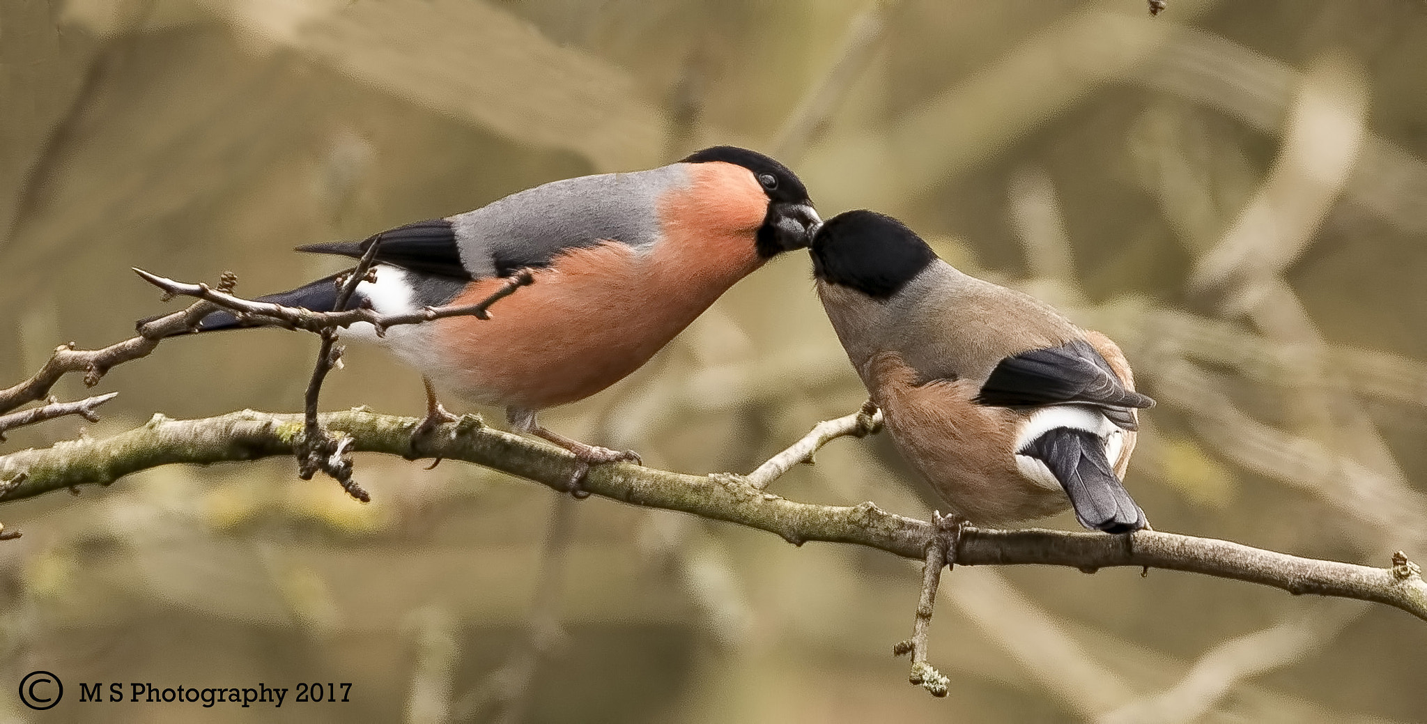 Canon EF 70-300mm F4-5.6L IS USM sample photo. Bullfinches photography