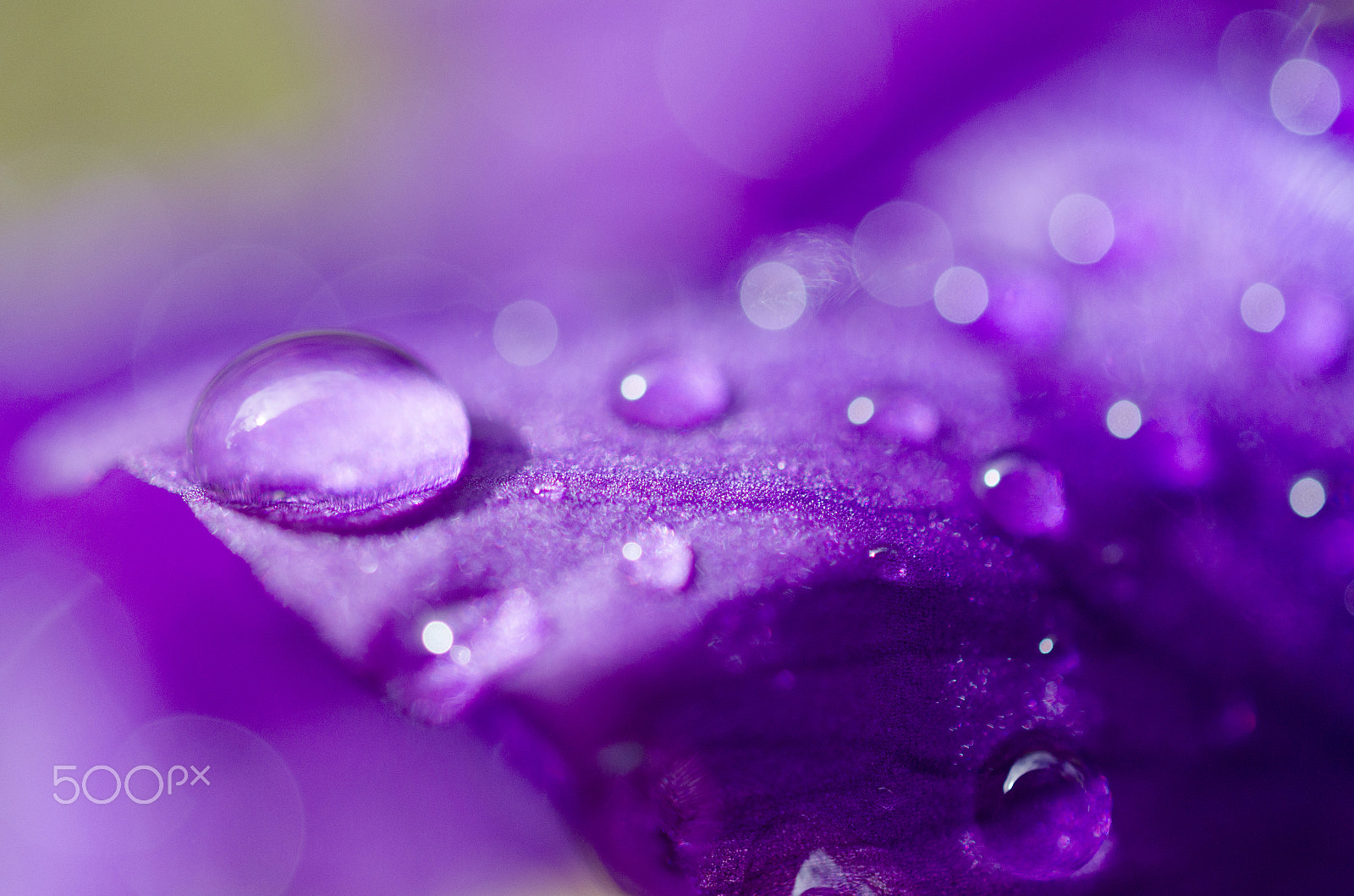 Nikon AF-S DX Micro Nikkor 40mm F2.8 sample photo. Purple after cyclone photography