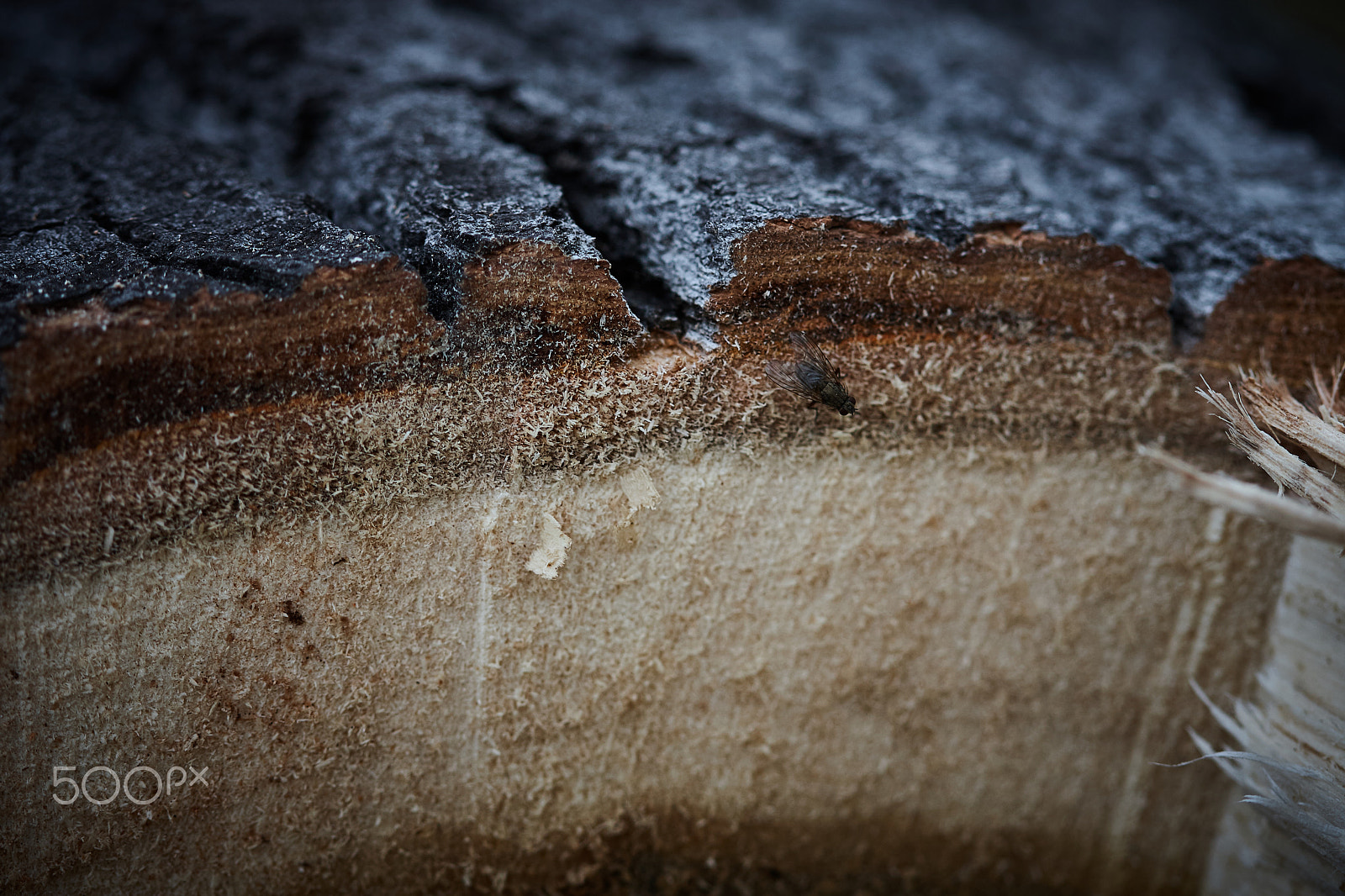 Canon EF 100mm F2.8 Macro USM sample photo. Img photography