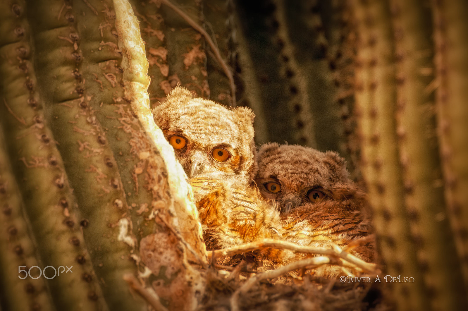 Nikon D2X sample photo. Owl twins photography