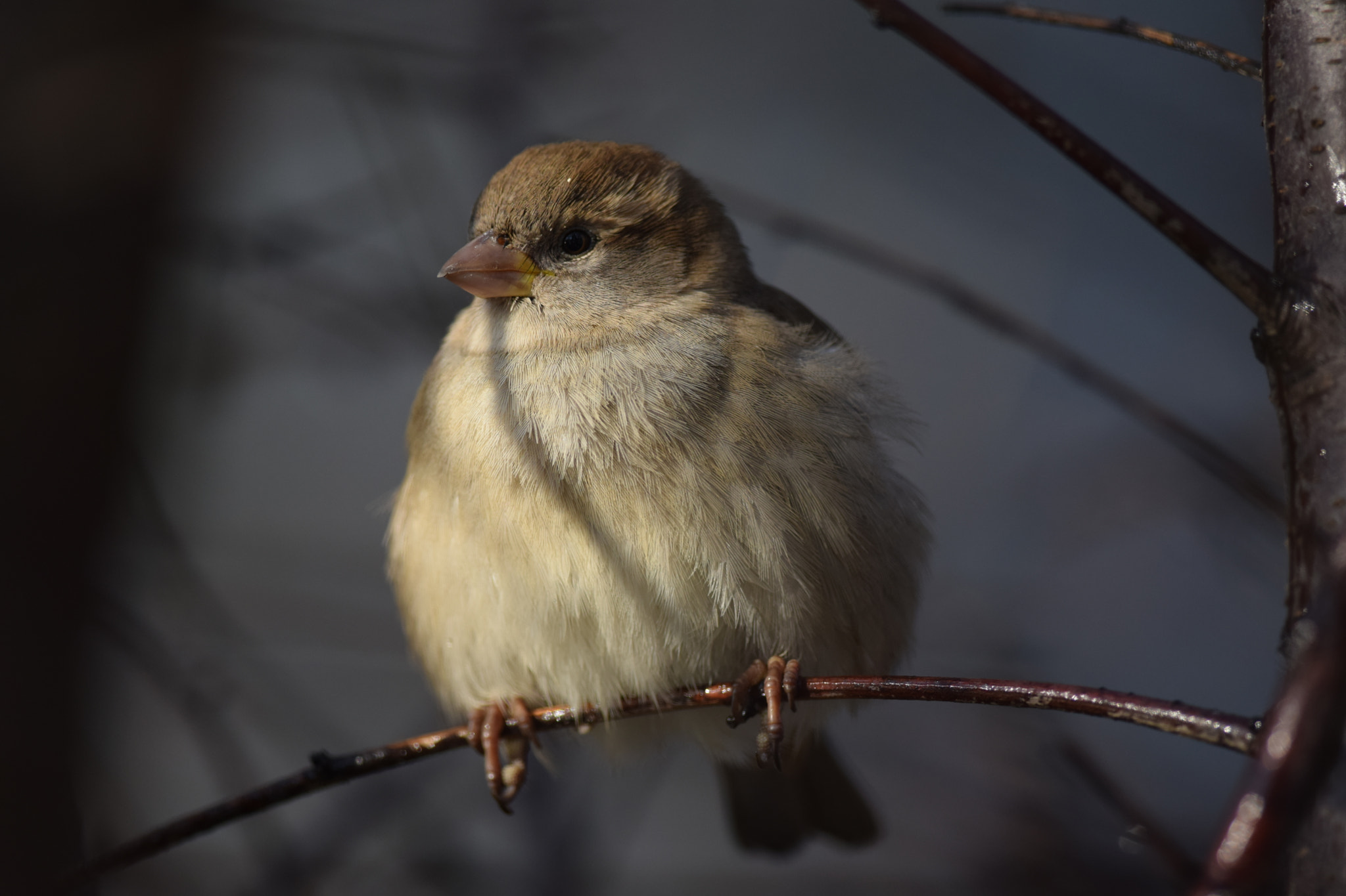 Nikon D5300 + Nikon AF-S Nikkor 300mm F4D ED-IF sample photo. House sparrow. (portrait) photography