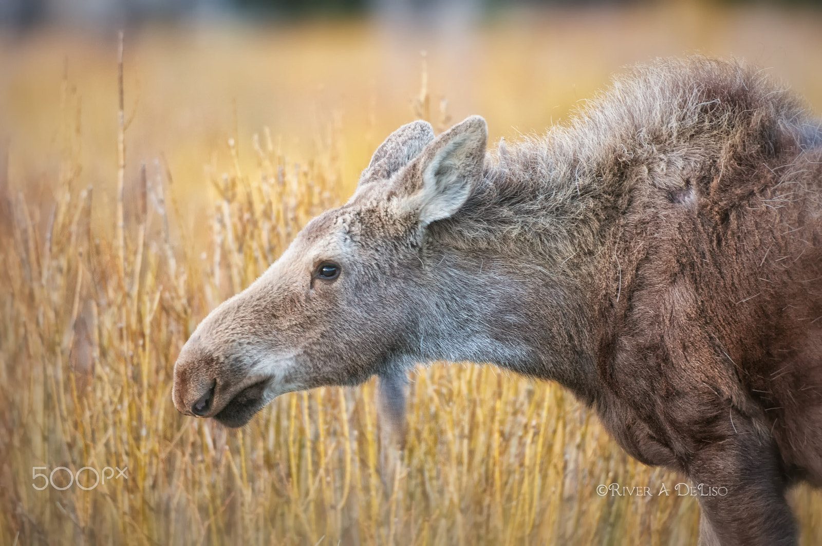 Nikon D2X sample photo. Scruffy yearling moose photography