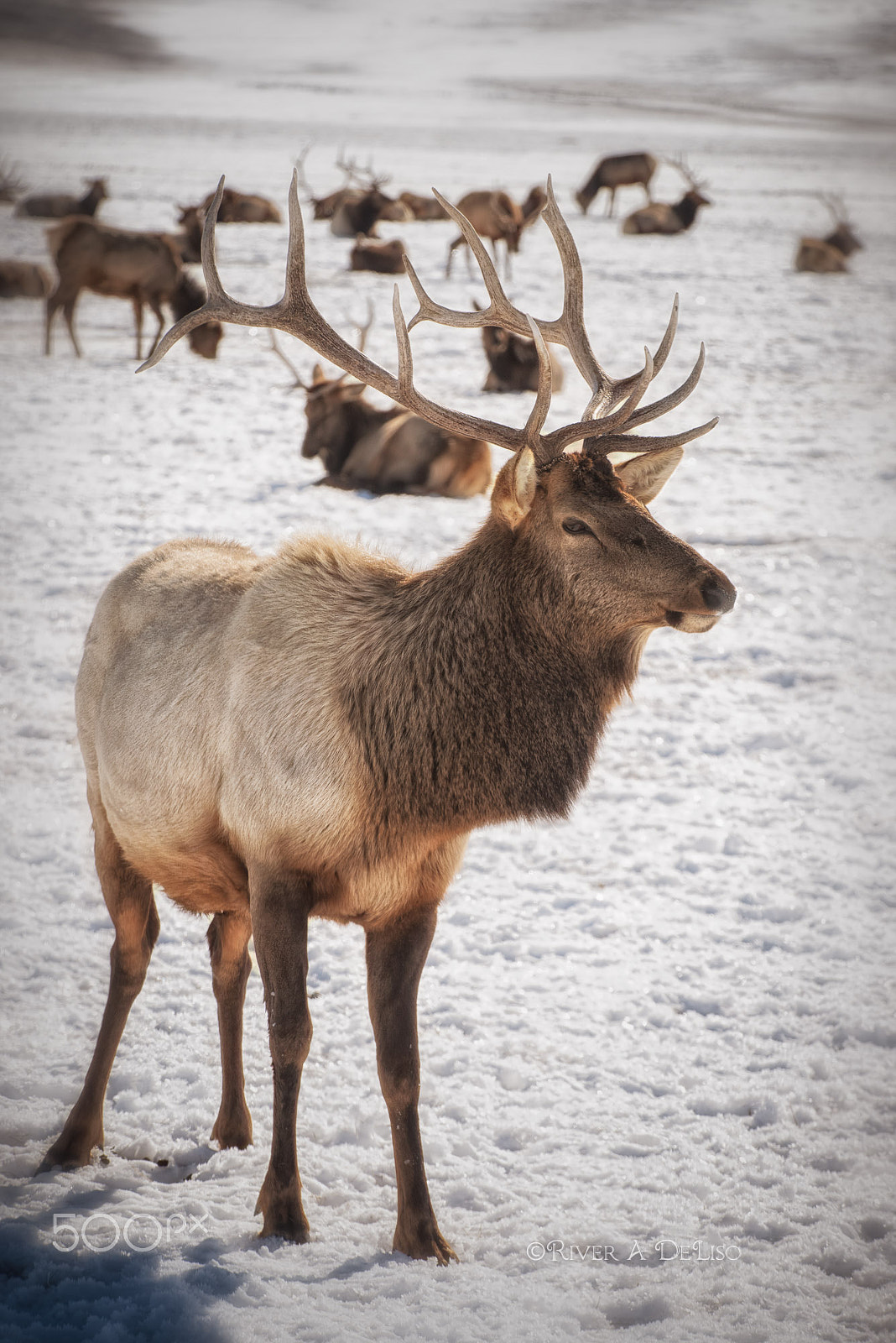 Nikon D750 sample photo. Elk in winter range photography